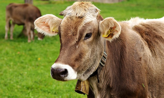 Raiva bovina