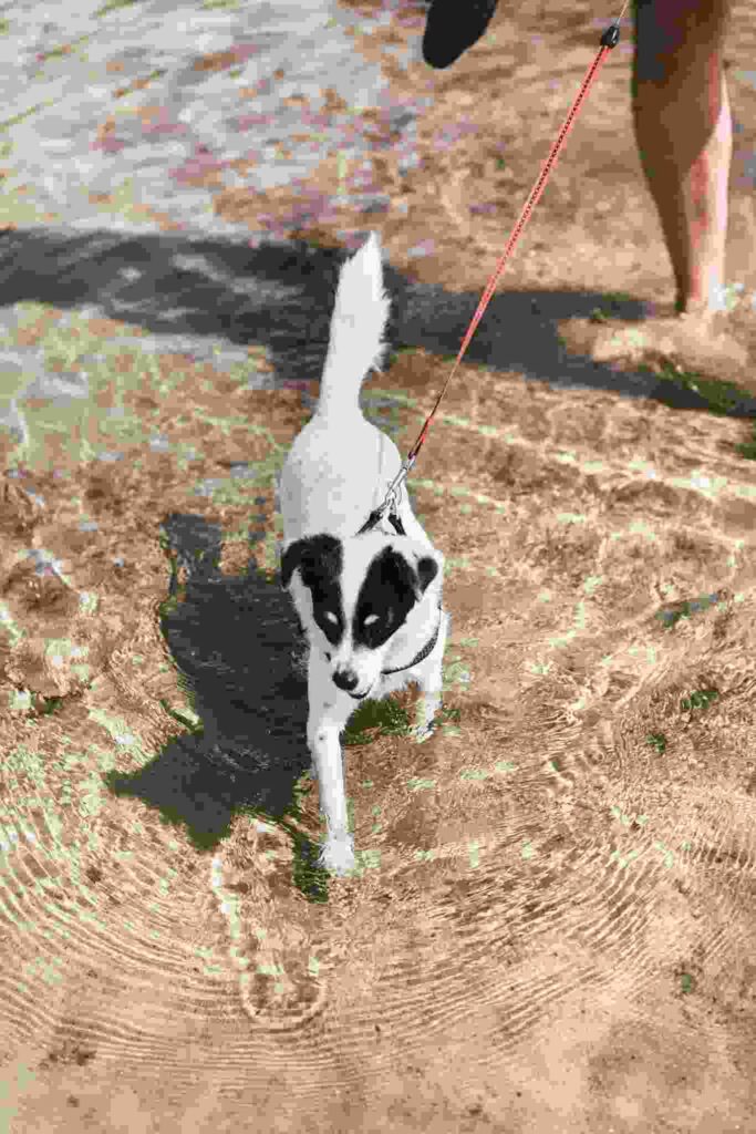 cachorro-terrier-brincando-no-mar1.jpg