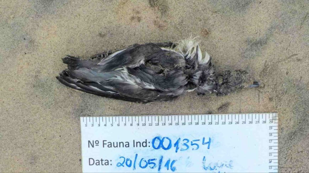 aves-raras-encontrada-sem-vida
